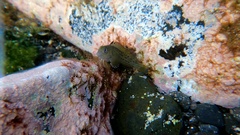 Parablennius parvicornis