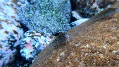 Parablennius parvicornis