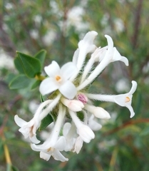 Pimelea stricta