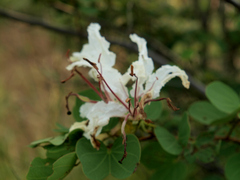 Bauhinia petersiana