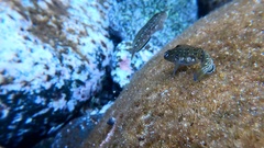Parablennius parvicornis