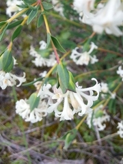 Pimelea stricta