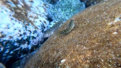 Parablennius parvicornis