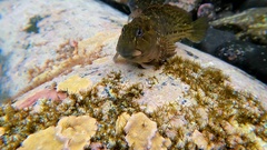 Parablennius parvicornis