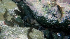 Parablennius parvicornis