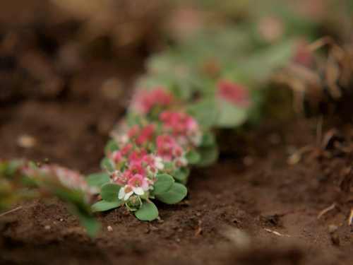 Euphorbia rubriflora