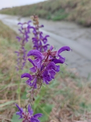 Salvia pratensis