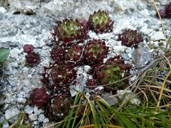Sempervivum globiferum