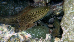 Parablennius parvicornis