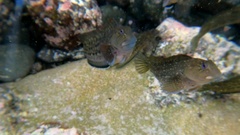 Parablennius parvicornis