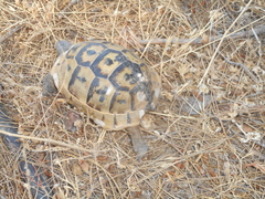 Testudo graeca