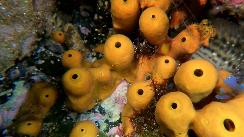 Gold Sponge, photo 7 of 8