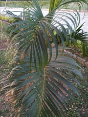 Dypsis lutescens