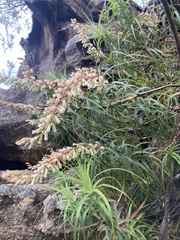 Dracophyllum secundum