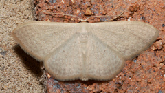 Scopula optivata