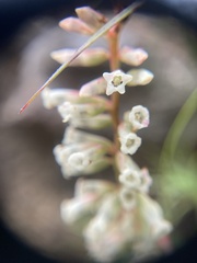 Dracophyllum secundum