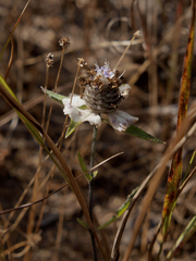 Haumaniastrum caeruleum
