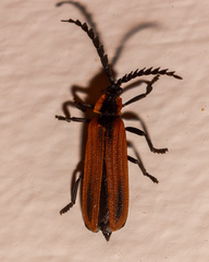 Trichalus ampliatus