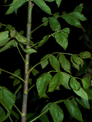 Steganotaenia araliacea
