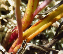 Thelymitra pauciflora