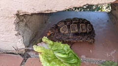 Homopus areolatus