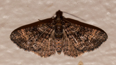 Eucymatoge peplodes