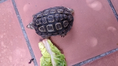Homopus areolatus