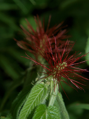 Acalypha villicaulis