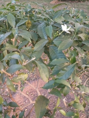 Tabernaemontana divaricata