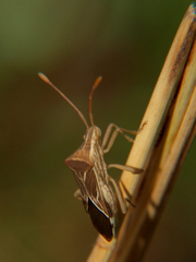 Cletoliturus lituripennis