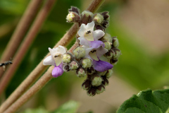 Vitex