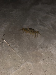 Grapsus albolineatus
