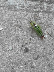 Poecilimon thoracicus