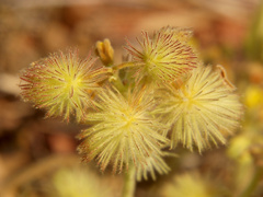 Triumfetta welwitschii