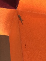 Hemidactylus frenatus