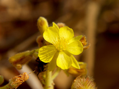 Triumfetta welwitschii