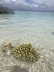 Acropora gemmifera