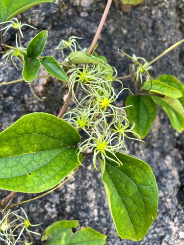 Image of Clematis zeylanica by (c) Chayant Gonsalves, some rights reserved (CC BY)