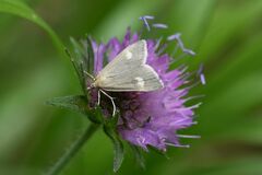 Udea alpinalis
