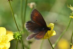 Erebia epiphron