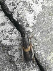 Pholidoptera brevipes