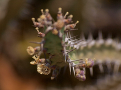 Euphorbia luapulana