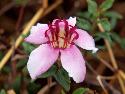 Strophanthus welwitschii