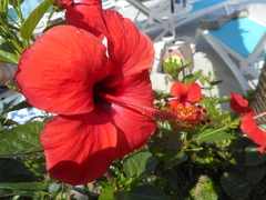 Hibiscus rosa-sinensis