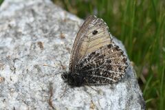 Oeneis glacialis