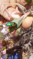 Calidea dregii