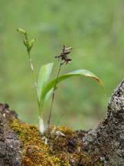 Polystachya modesta image