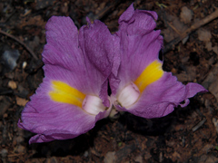 Siphonochilus rhodesicus