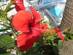Hibiscus rosa-sinensis