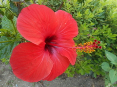 Hibiscus rosa-sinensis